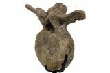 Triceratops Caudal Vertebra on Metal Stand - Wyoming #242360-2